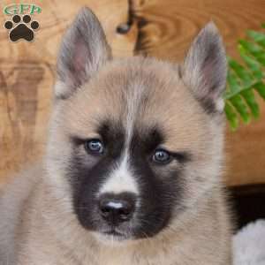 Buddy, Akita Mix Puppy