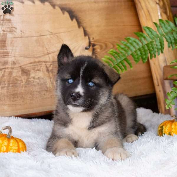 Bear, Akita Mix Puppy