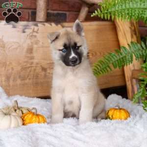 Boone, Akita Mix Puppy