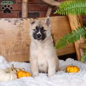 Boone, Akita Mix Puppy