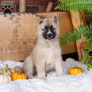 Boone, Akita Mix Puppy