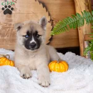 Boone, Akita Mix Puppy