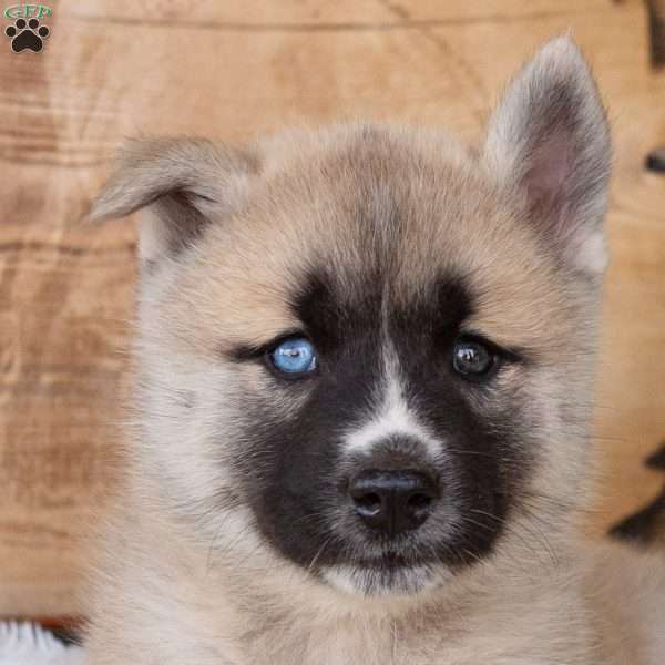 Boone, Akita Mix Puppy