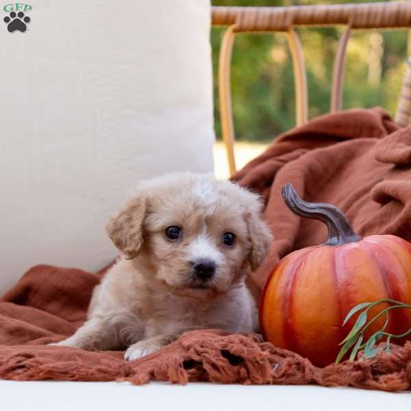 George, Cavachon Puppy