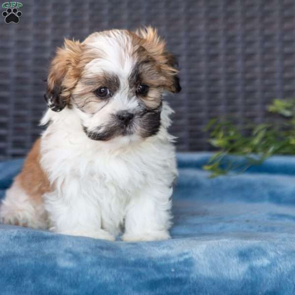 Roxy, Teddy Bear Puppy