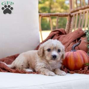 George, Cavachon Puppy