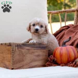 George, Cavachon Puppy