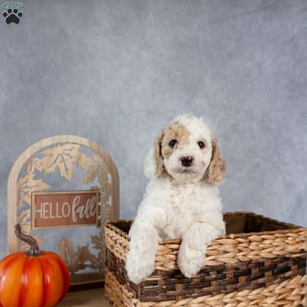 Jolene, Cockapoo Puppy