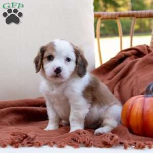 Gordon, Cavachon Puppy