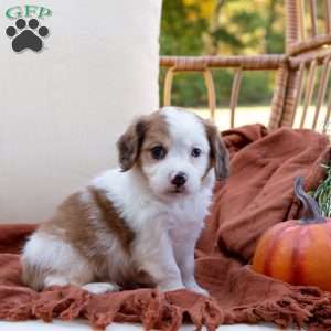 Gordon, Cavachon Puppy