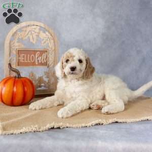 Jolene, Cockapoo Puppy