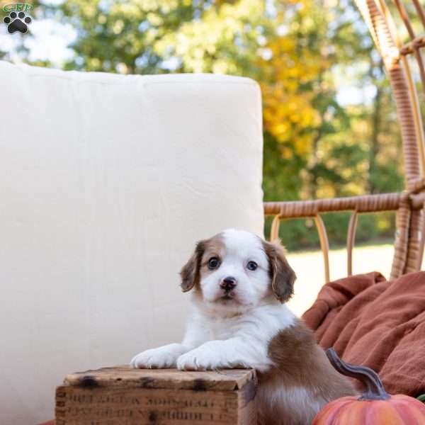 Gordon, Cavachon Puppy