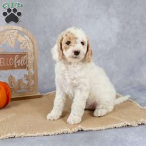 Jolene, Cockapoo Puppy