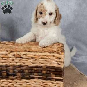 Jolene, Cockapoo Puppy