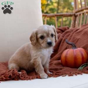 Gus, Cavachon Puppy