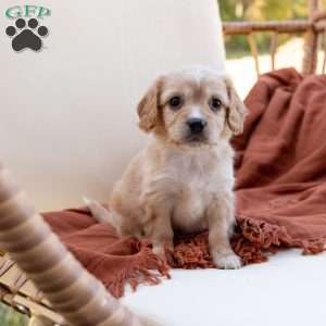 Gus, Cavachon Puppy