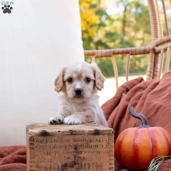 Gus, Cavachon Puppy