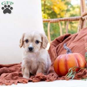 Gus, Cavachon Puppy