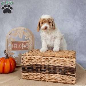 Josie, Cockapoo Puppy