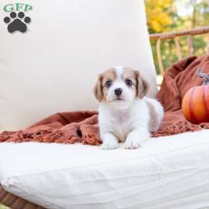 Gina, Cavachon Puppy