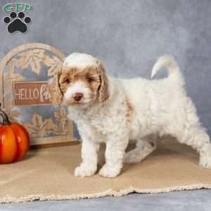 Josie, Cockapoo Puppy