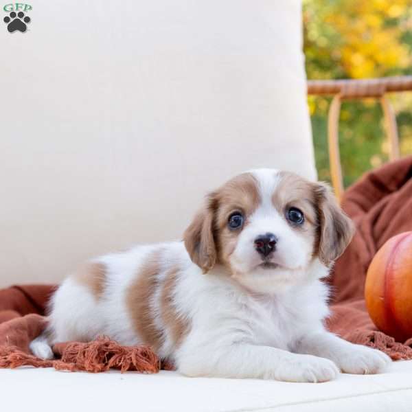 Gina, Cavachon Puppy