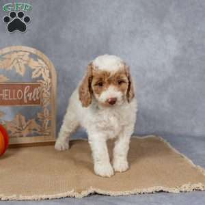 Josie, Cockapoo Puppy