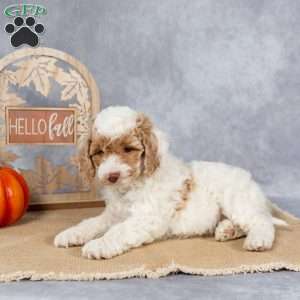 Josie, Cockapoo Puppy