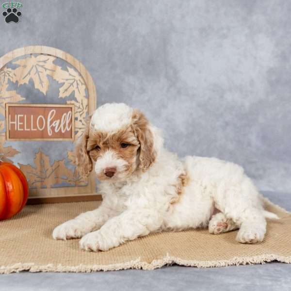 Josie, Cockapoo Puppy