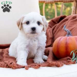 Goldie, Cavachon Puppy