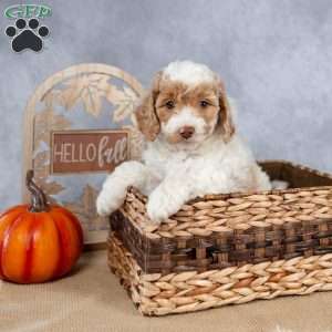 Josie, Cockapoo Puppy