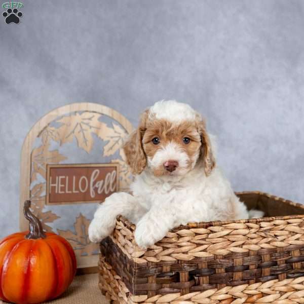 Josie, Cockapoo Puppy