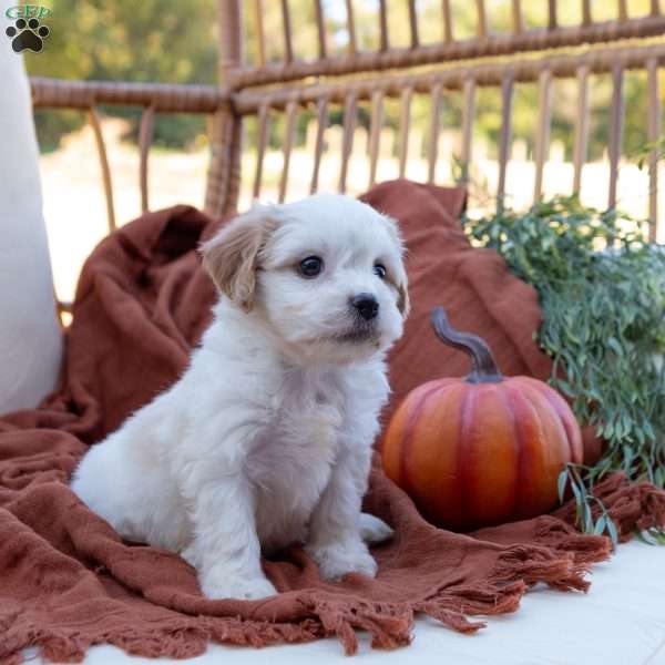 Goldie, Cavachon Puppy