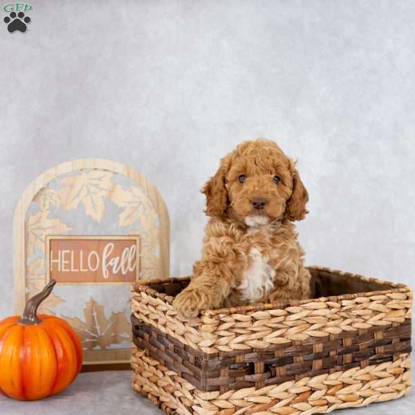 Jasmine, Cockapoo Puppy