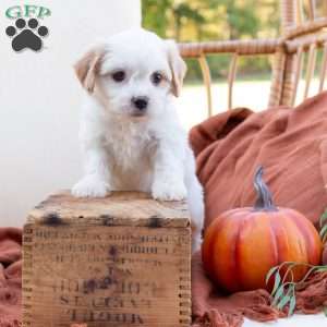 Goldie, Cavachon Puppy