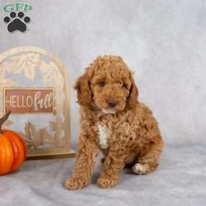 Jasmine, Cockapoo Puppy