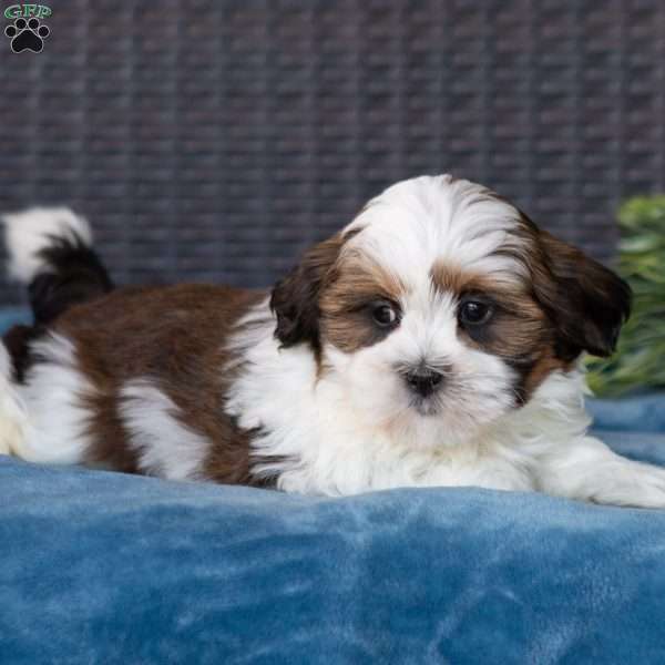 Racer, Teddy Bear Puppy