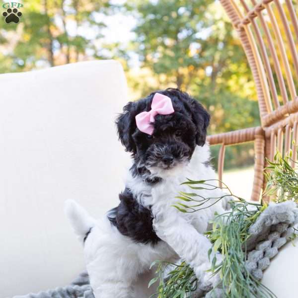 Oliver, Cavachon Puppy