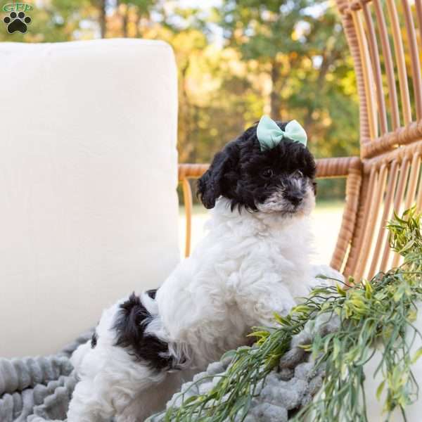 Oreo, Cavachon Puppy