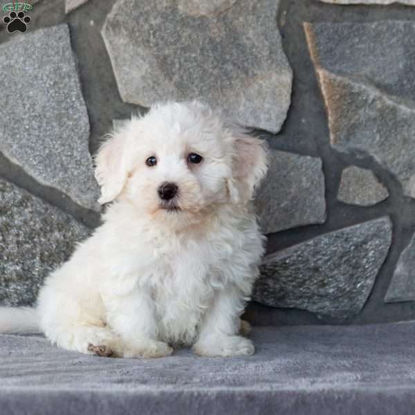 Spark, Bichon Frise Puppy