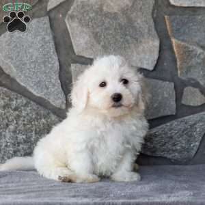 Spark, Bichon Frise Puppy