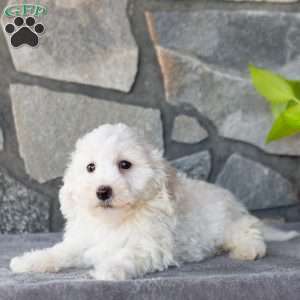 Spark, Bichon Frise Puppy