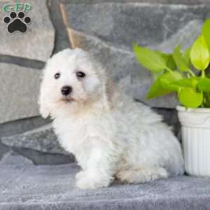 Spark, Bichon Frise Puppy