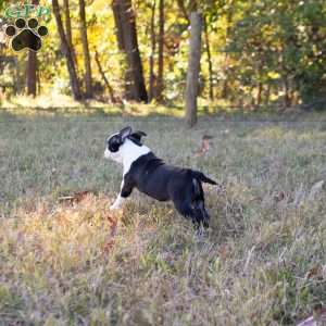 Queenie, Boston Terrier Puppy