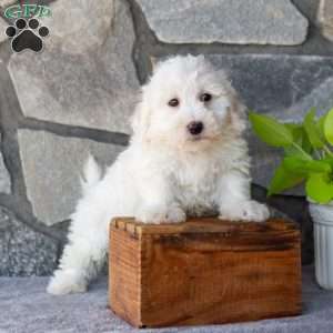 Spark, Bichon Frise Puppy