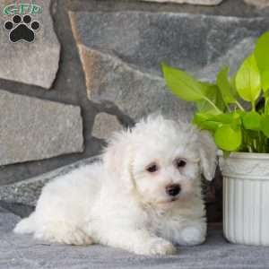 Seth, Bichon Frise Puppy