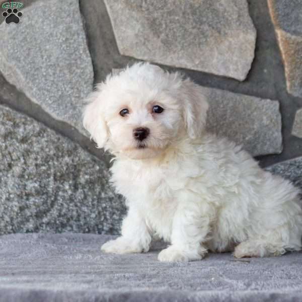 Seth, Bichon Frise Puppy