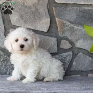 Seth, Bichon Frise Puppy