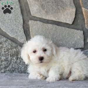 Seth, Bichon Frise Puppy