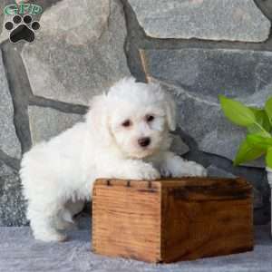 Seth, Bichon Frise Puppy